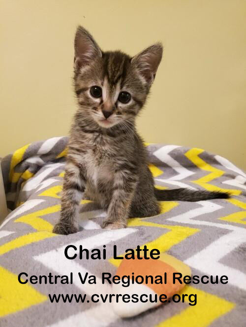 Chai Latte